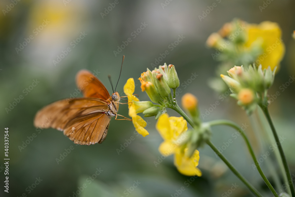Julia butterfly lepidoptra nymphalidae butterfly on vibrant yellow flowers Julia butterfly lepidoptra nymphalidae butterfly on vibrant yellow flowers