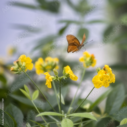 Julia butterfly lepidoptra nymphalidae butterfly on vibrant yellow flowers