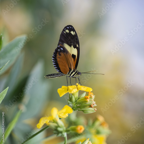 Stunning butterfly insect on vibrant yellow flower