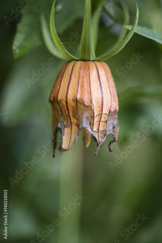 Stunning Canarina Canariensis Canary Bellflower ready to bloom photo