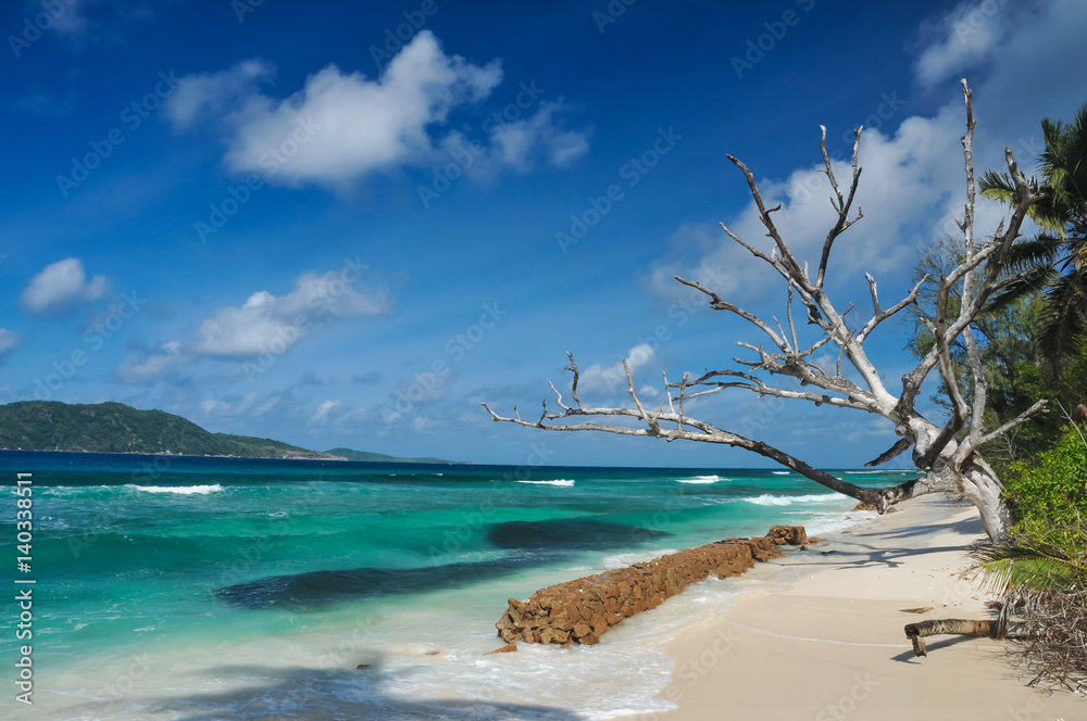 Fototapeta premium Dried tree on tropical coast