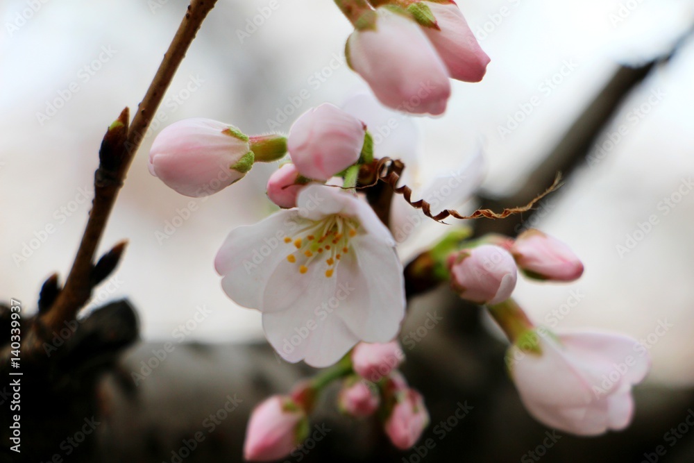 Obraz premium Wuhan University,cherry