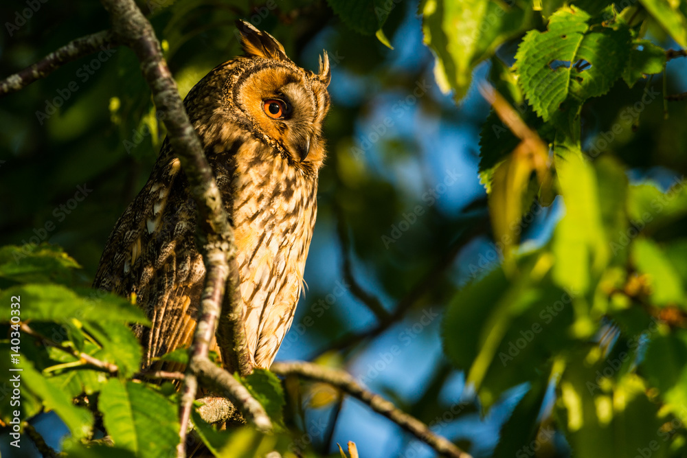 Obraz premium Long-eared owl