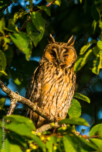 Long-eared owl © Michael Schroeder