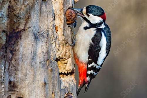 Male Red woodpecker