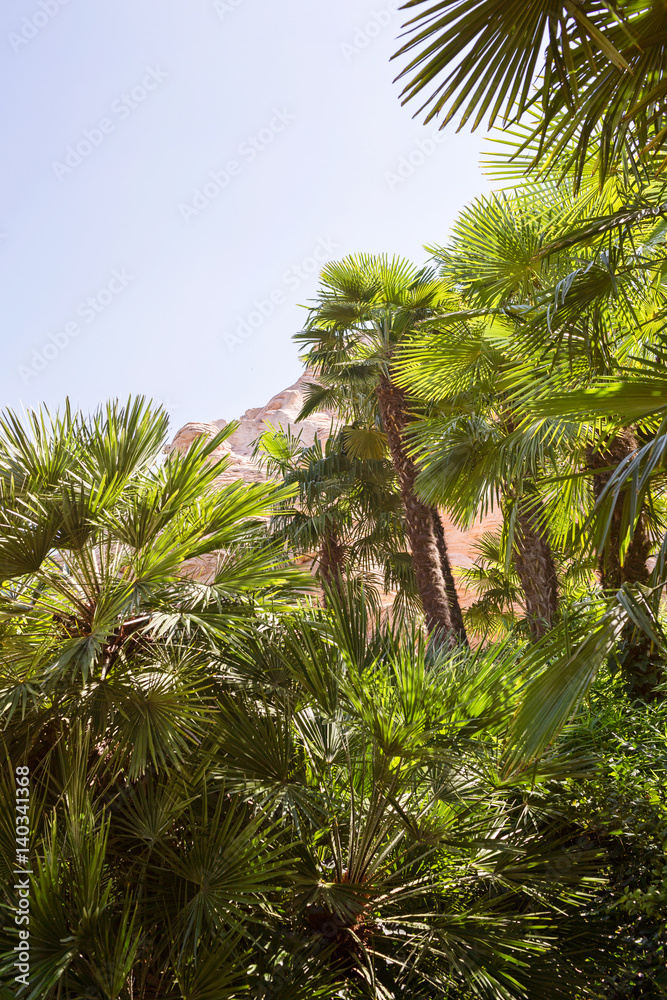 Fototapeta premium Tropical background with palm trees.