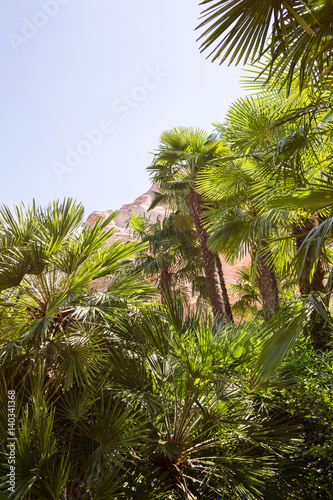 Tropical background with palm trees. 