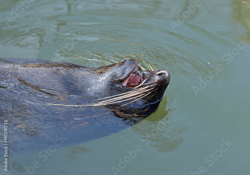 Fototapeta Naklejka Na Ścianę i Meble -  Northern fur seal (Callorhinus ursinus)