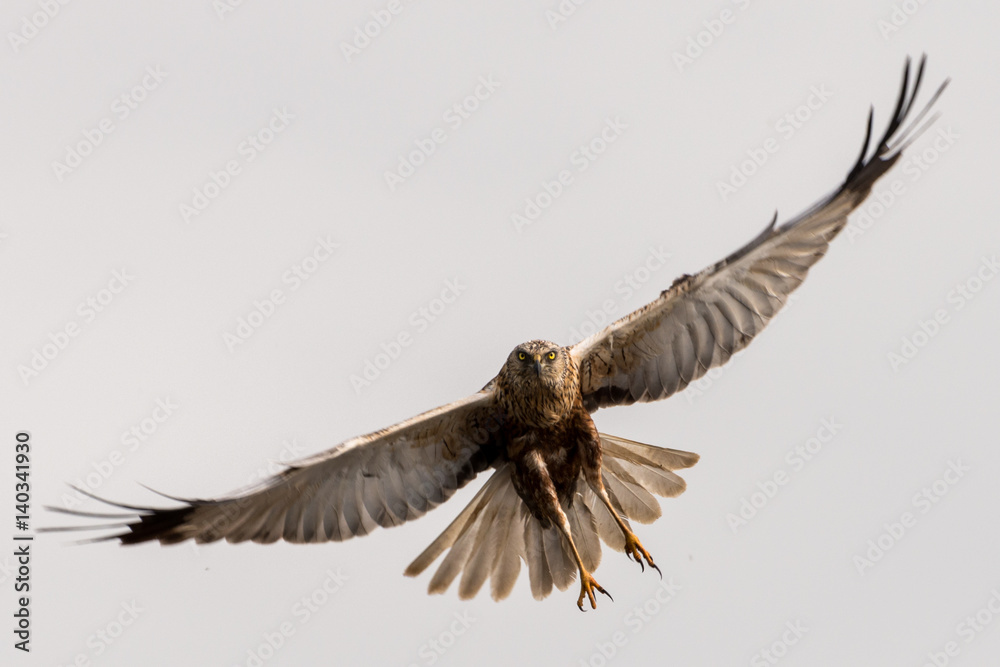 Western marsh harrier
