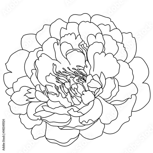 Graphical black and white peony bud, sketch, isolated on a white background. Vector.