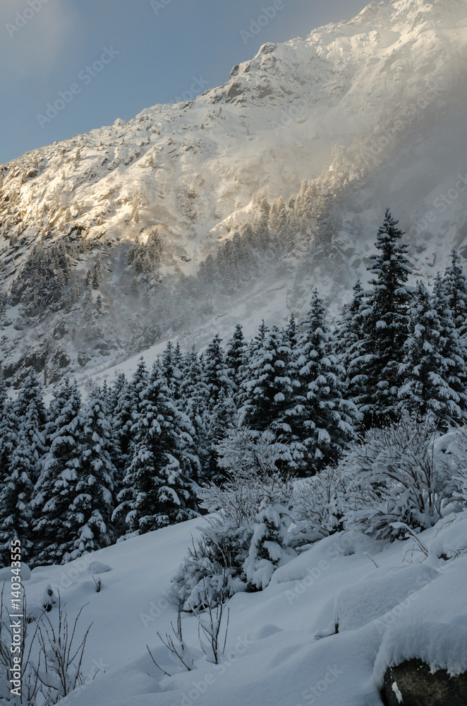 Fresh snow in Swiss mountains on fir trees early in the morning