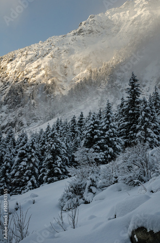 Fresh snow in Swiss mountains on fir trees early in the morning