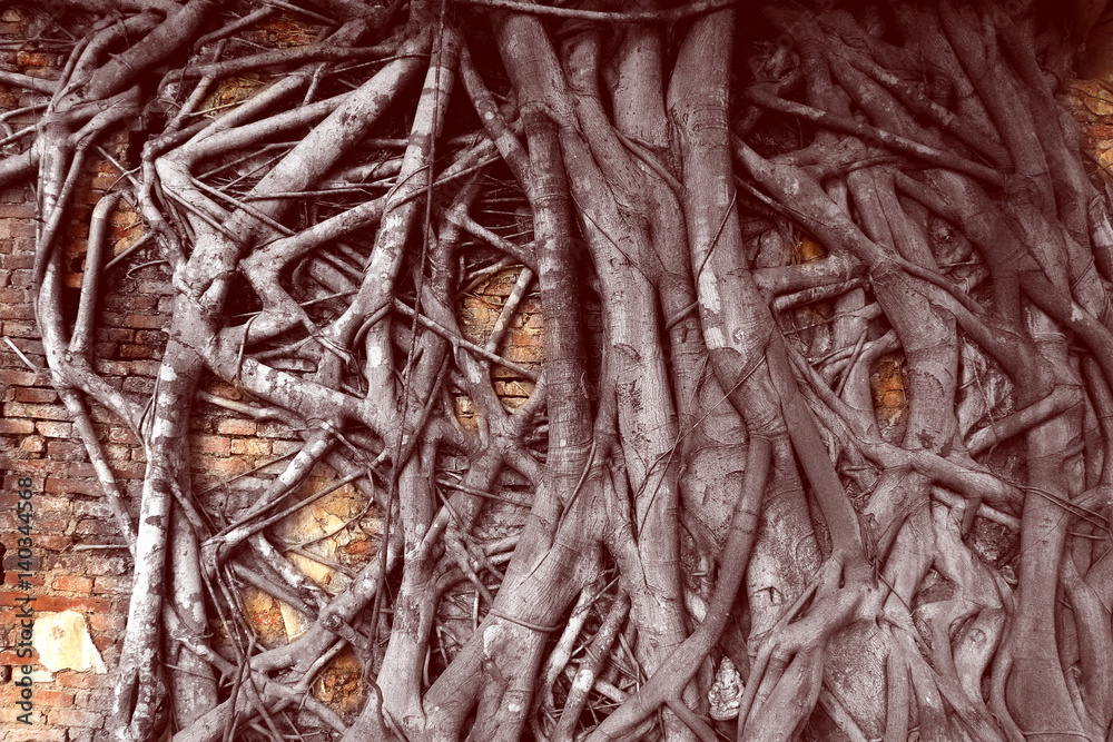 tree root on red brick wall in historical building tree root on red brick wall in historical building