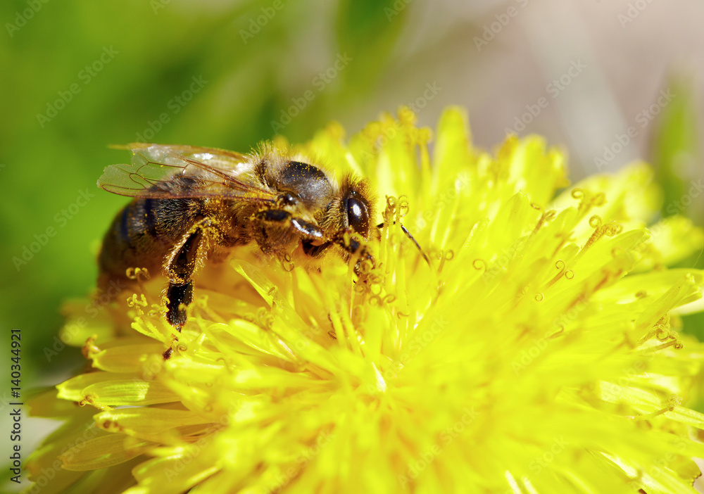 Bee on yellow dandelion flower. Defocused nature green and yellow in background. Bee on yellow dandelion flower. Defocused nature green and yellow in background.