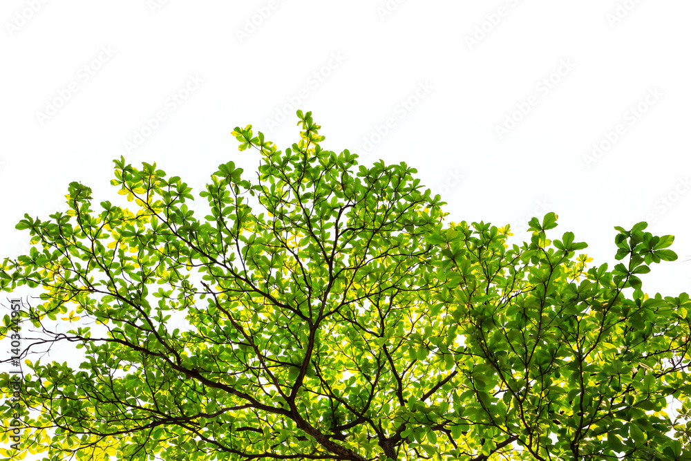 green leaves isolated on white background with copy space. green leaves isolated on white background with copy space.