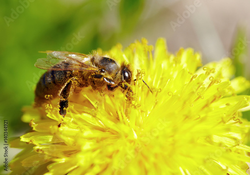 Bee on yellow dandelion flower. Defocused nature green and yellow in background. 