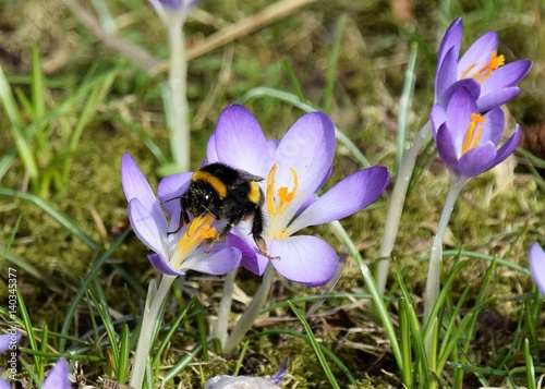 Eine dicke laut brummende Hummel  ist auf der Krokus-blüte gelandet und hat Nahrung und sorgt für Bestäubung.