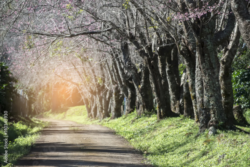 Pathway with a flowering Sakura (cherry blossom) started blooming (early bloom) on the side at Chiang Mai,Thailand