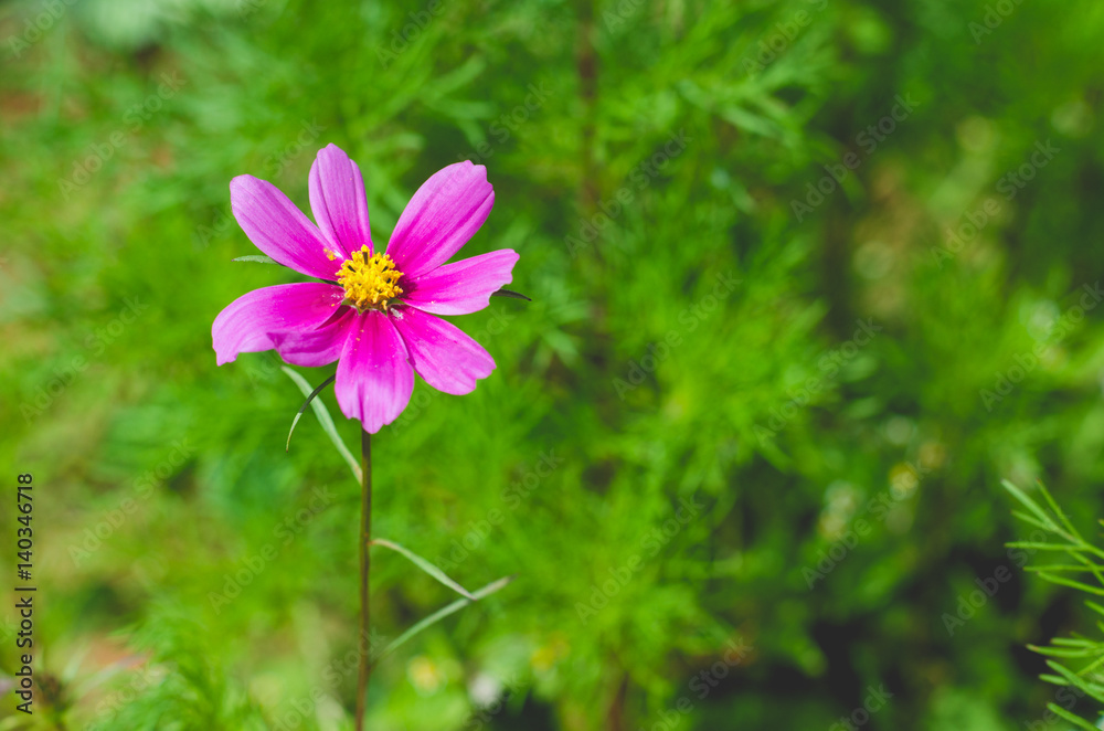 single cosmos flower with green background. single cosmos flower with green background.