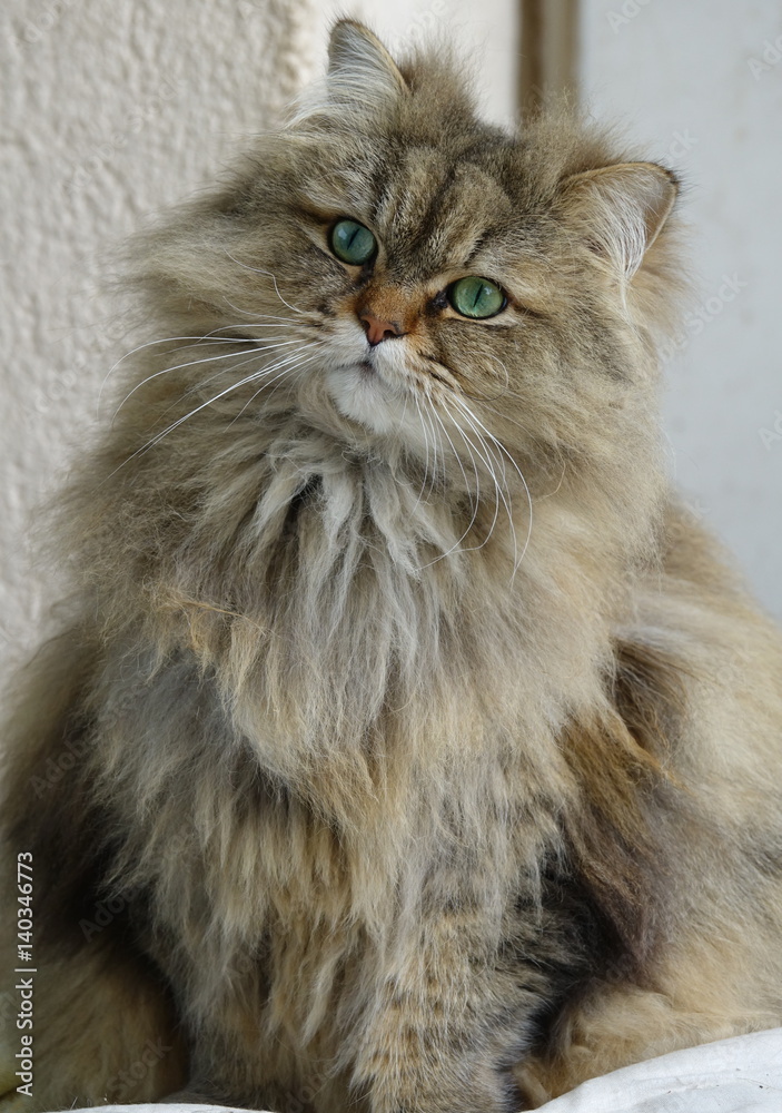 Chat persan Chat persan