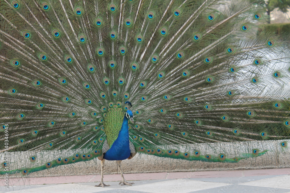 Obraz premium Peacock
