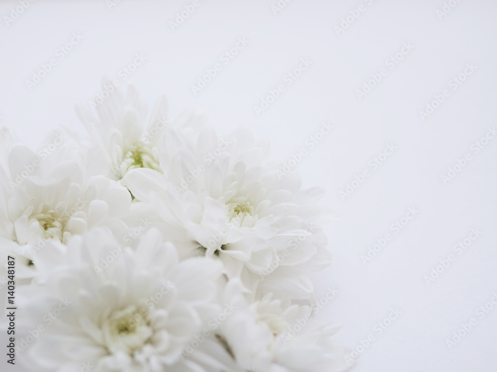 White background with white flowers.