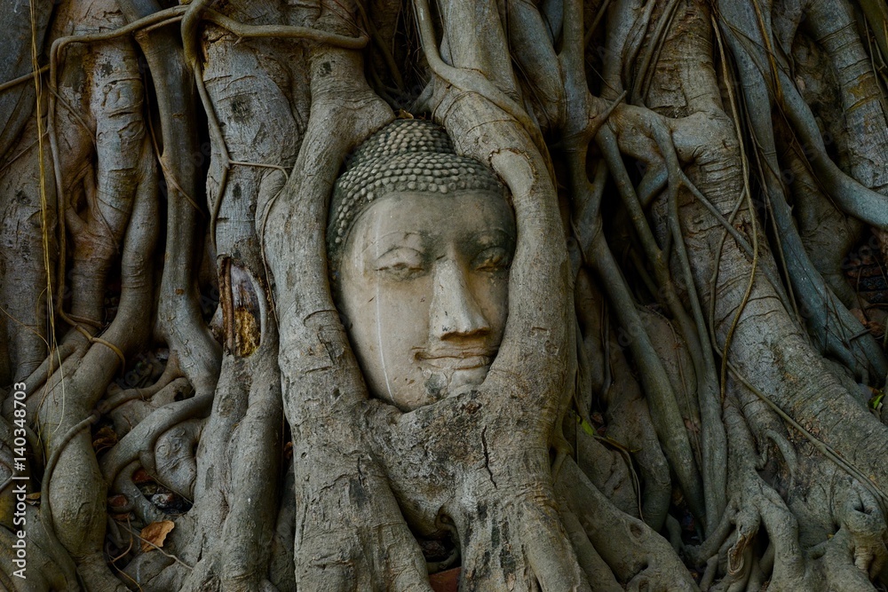 The head of the Buddha is in the tree by the villagers buried.
