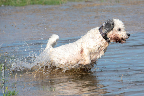Hund springt ins Wasser © abr68