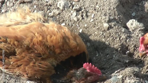 hens with a rooster walking on rural households