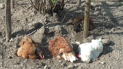 hens with a rooster walking on rural households