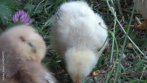 broody chicken to walk in the summer for rural households