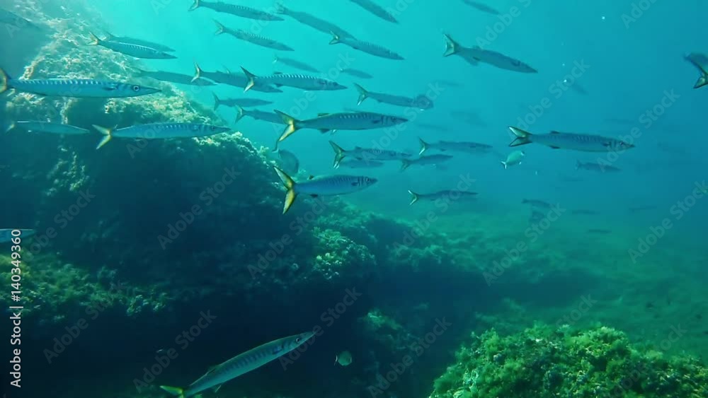 Marine life School of barracudas Diving in Spain - Mallorca Marine life School of barracudas Diving in Spain - Mallorca