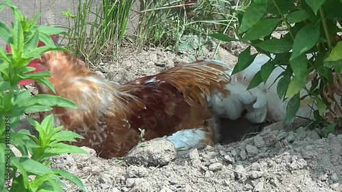 Cock walking on rural households