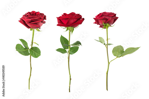 Red roses on a white background