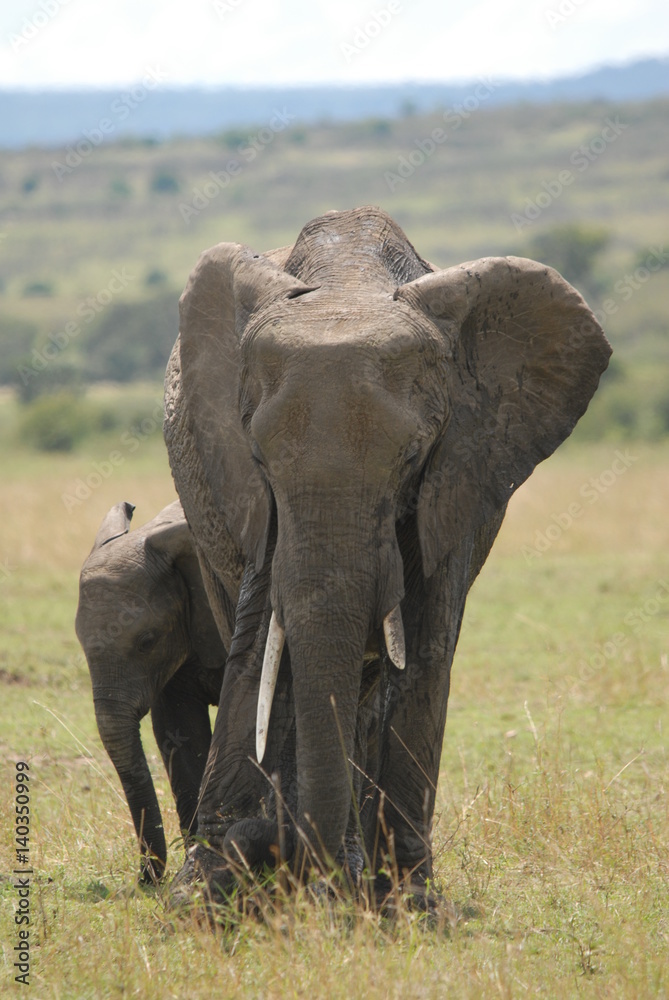 Fototapeta premium elephant