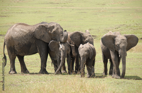 elephants