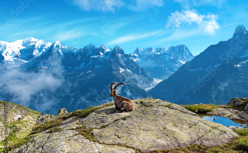 A magical landscape with mountain goat in the middle of the Alps (stress relief, rest, vacation - concept) photo