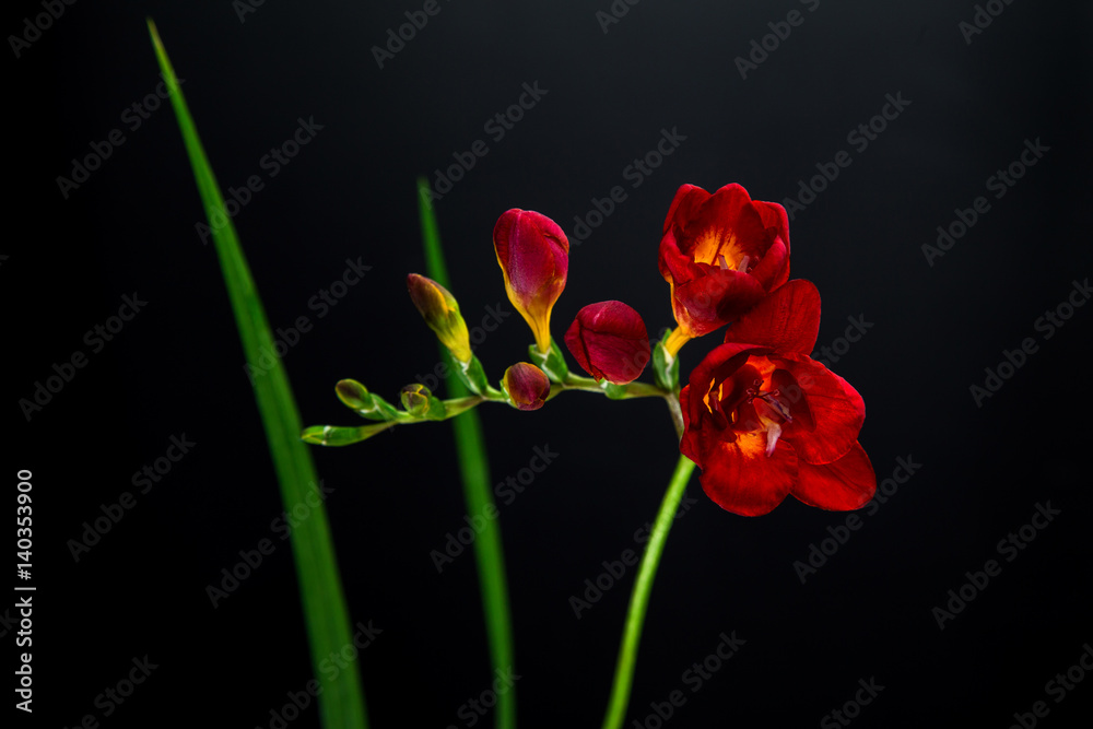 single red freesia flower on a black background