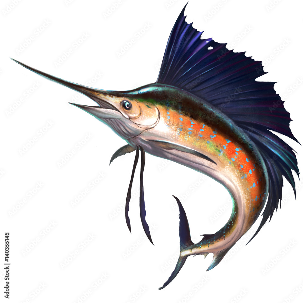 Fototapeta premium Sailfish on white illustration