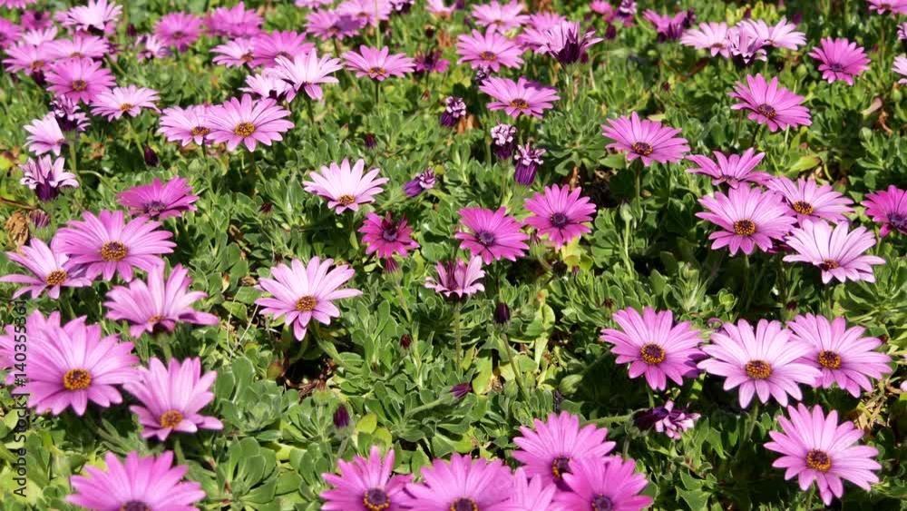Colourful wildflowers in the garden.
Colourful wildflowers in the garden.