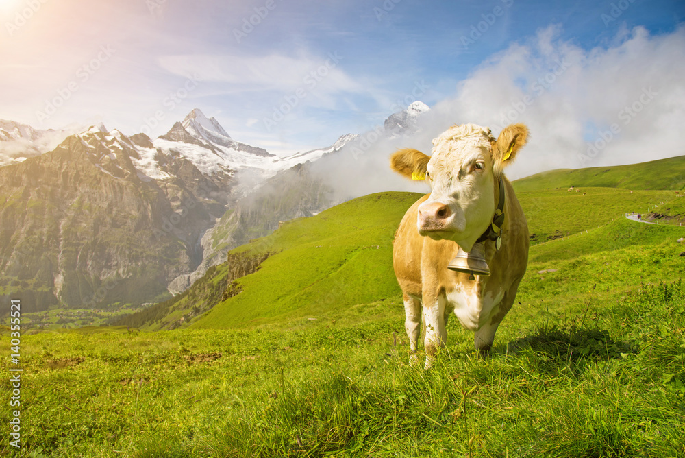 Fascinating landscape with a cow in the mountains in the mist of clouds. Swiss Alps, Europe in sunlight