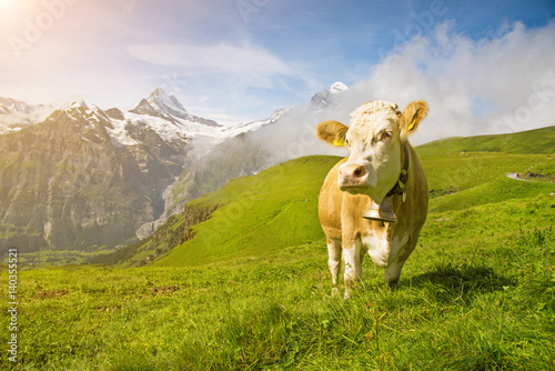 Fascinating landscape with a cow in the mountains in the mist of clouds. Swiss Alps, Europe in sunlight