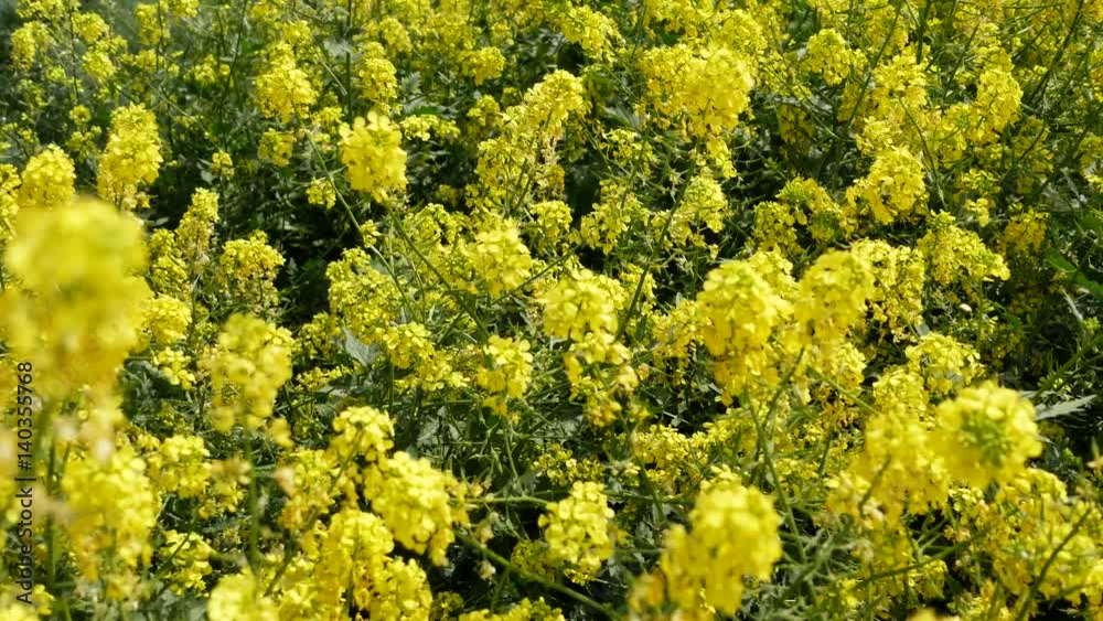Blooming canola field. Rape on the field in summer. Bright Yellow rapeseed oil. Flowering rapeseed

