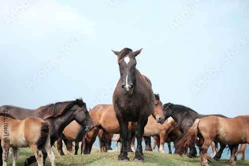 Crowd of Horses and the One Has Strong Leadership