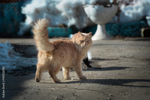 Fototapeta Naklejka Na Ścianę i Meble -  Red fluffy cat