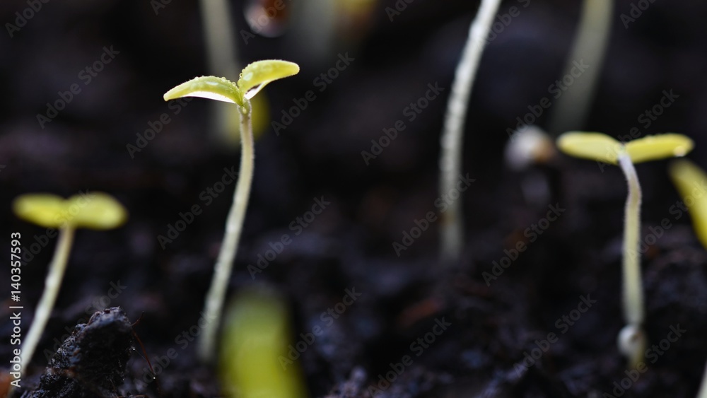 Green sprout growing from ground. Dewy young leaves sprouting plants. Spring background - garden. Green sprout growing from ground. Dewy young leaves sprouting plants. Spring background - garden.
