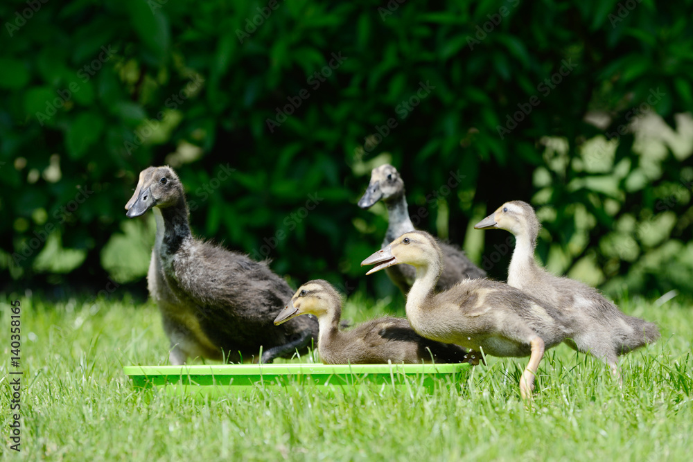 Domesticated ducks in Water bowl on meadow Domesticated ducks in Water bowl on meadow
