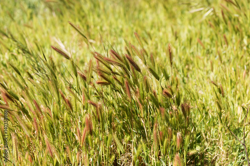 Closeup of grass in wind, natural background