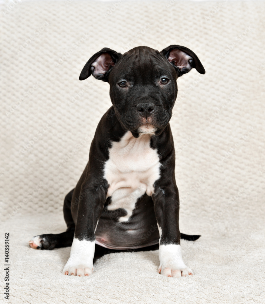 American staffordshire terrier sitting on the sofa American staffordshire terrier sitting on the sofa