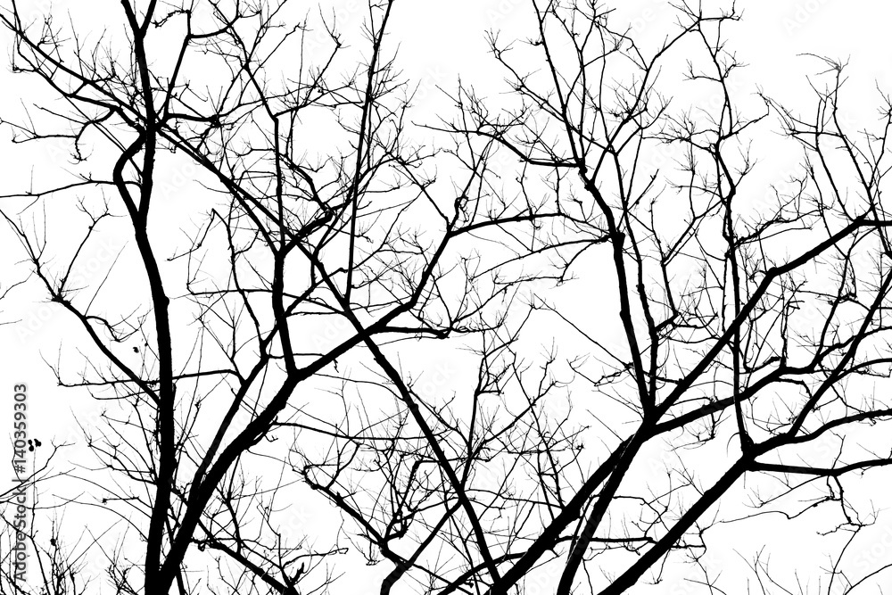 Obraz premium black & white tree branch silhouette photography , white background , clipping path